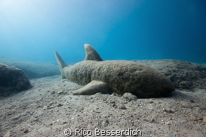 Stone Shark. Made underwater during an arts festival in K... by Rico Besserdich 